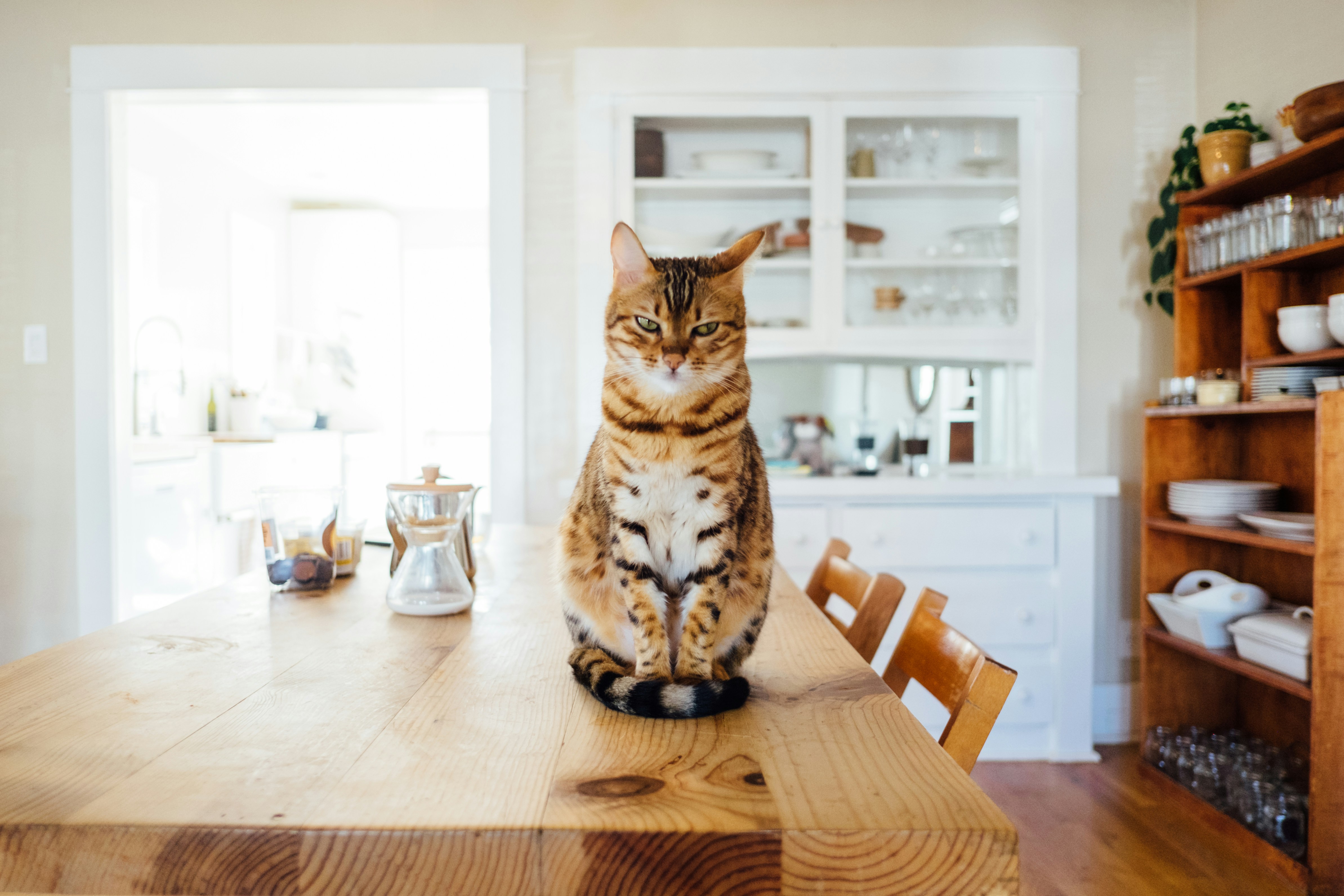 Katze schaut aufmerksam in die Kamera
