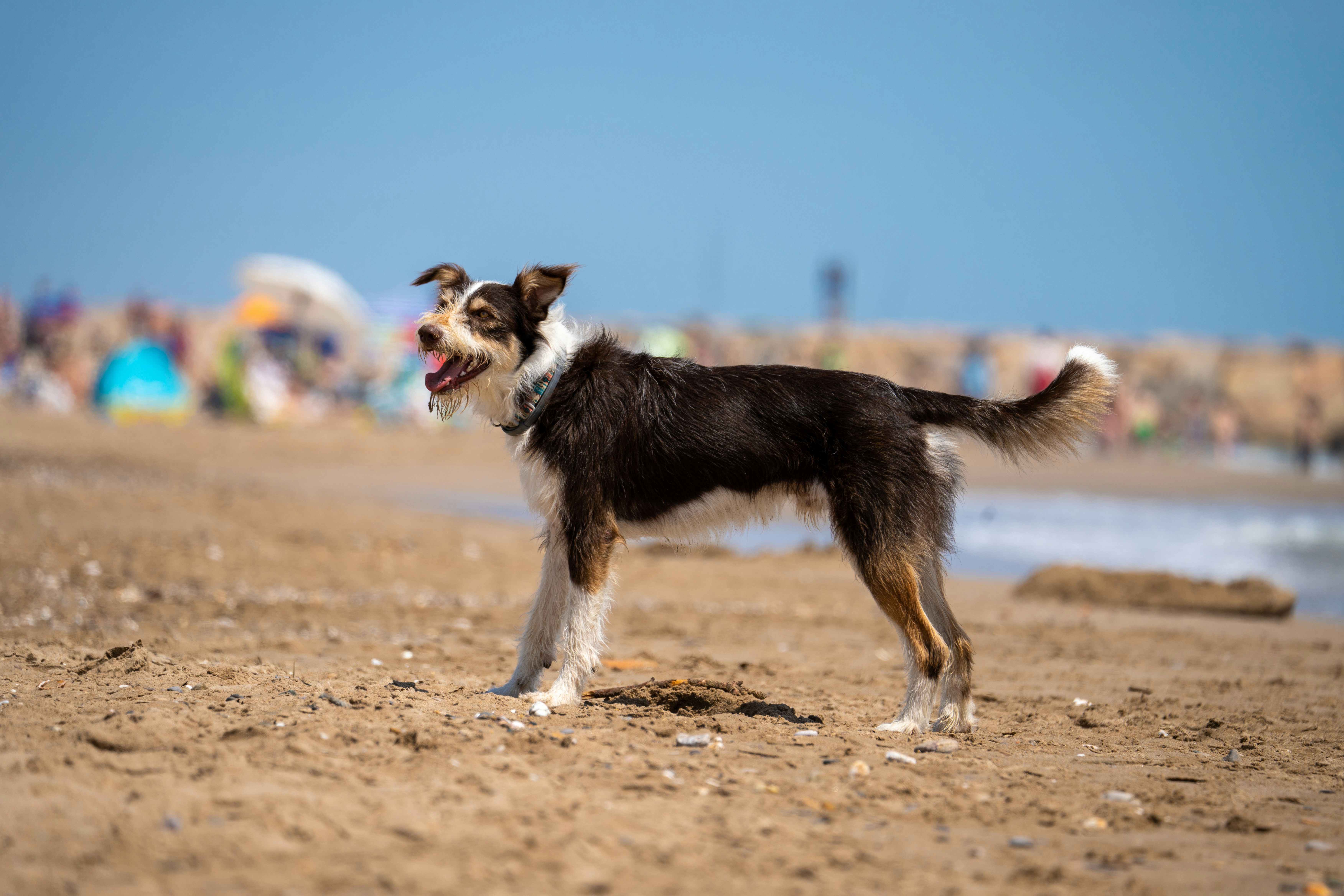 Beagle liegt entspannt auf dem Boden