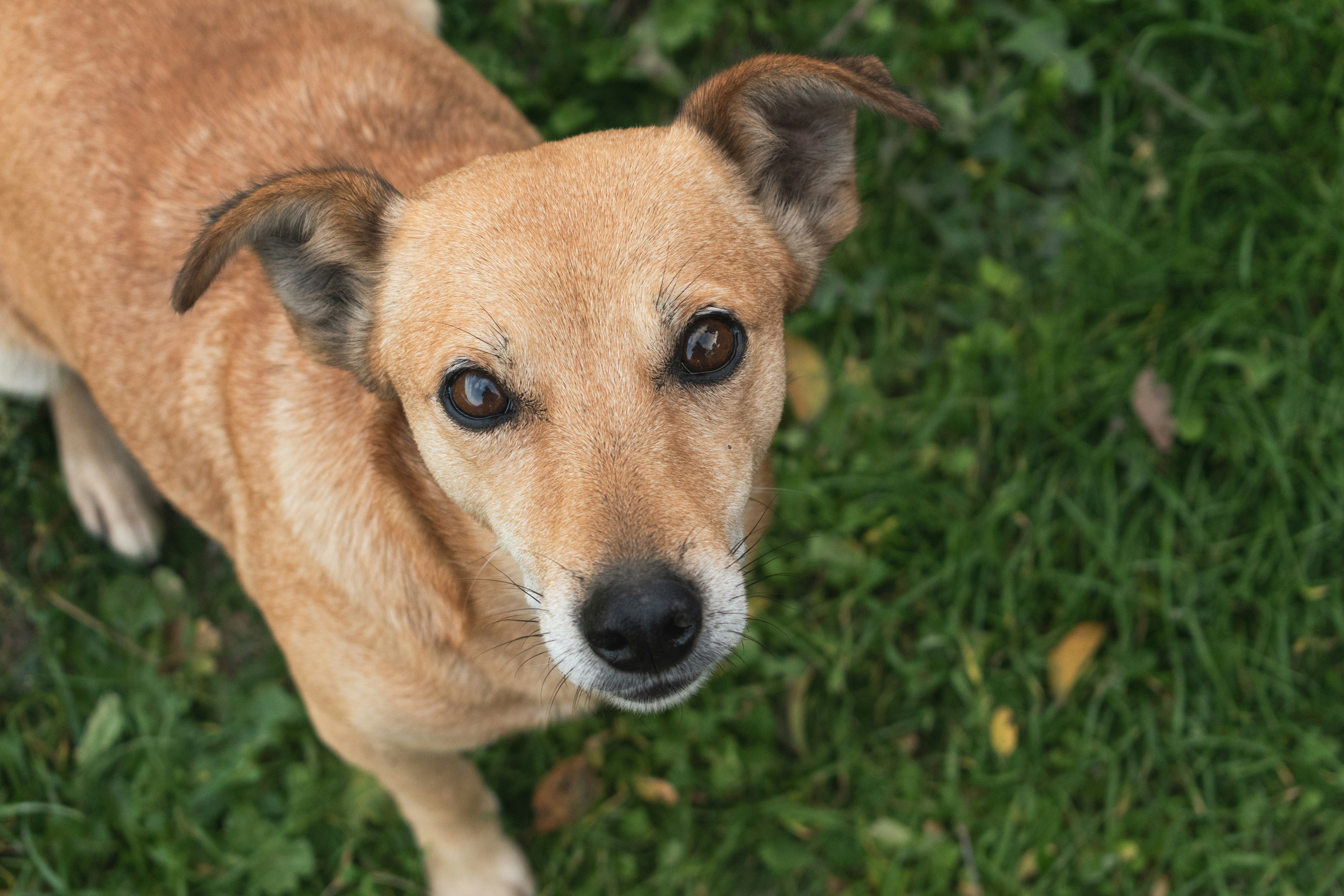 Corgi Hund sitzt auf einer grünen Wiese